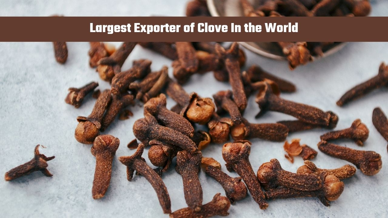 Which Country is the Largest Exporter of Clove in the World?