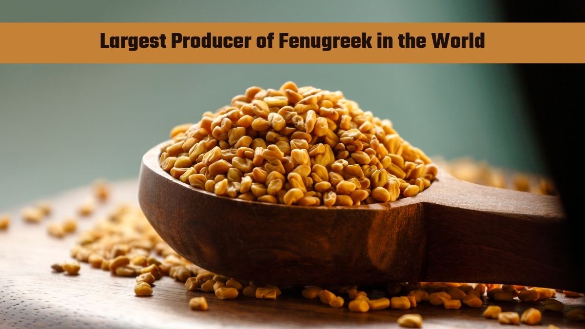 Which Country is the Largest Producer of Fenugreek in the World?