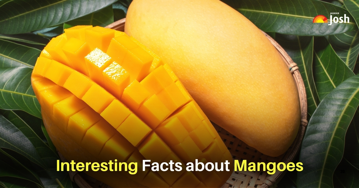National Mango Day 2025: 11 Facts, Varieties and Availability About the King of Fruits