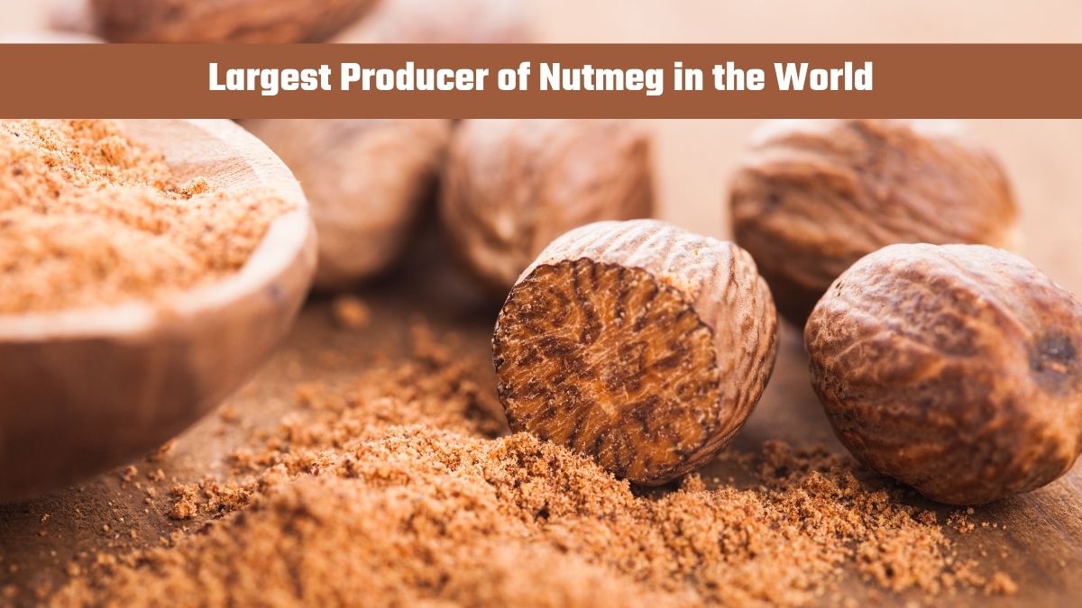 Which Country is the Largest Producer of Nutmeg in the World?