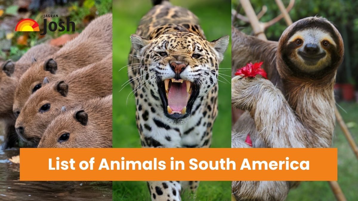 List of 9 Most Incredible Animals in South America You Need to Discover