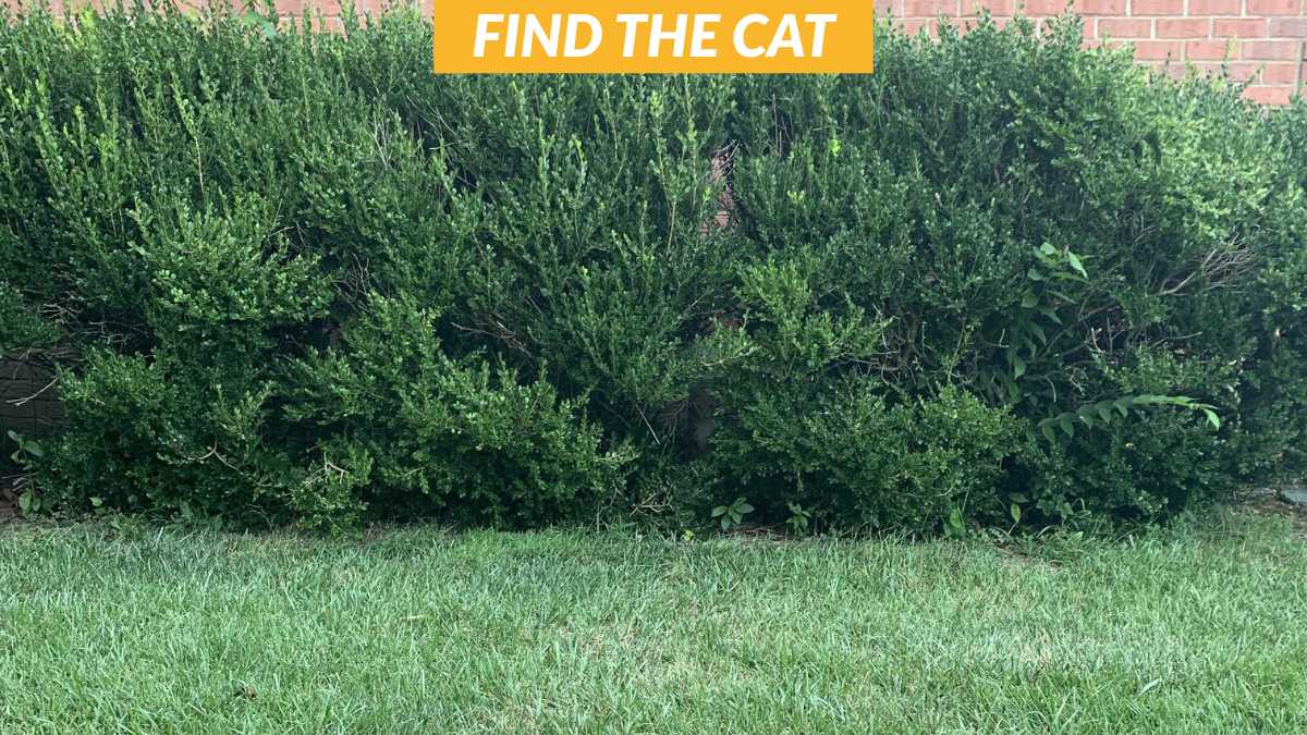 Demonstrate Your 20/20 Vision by Finding the Hidden Cat in 10 Seconds!