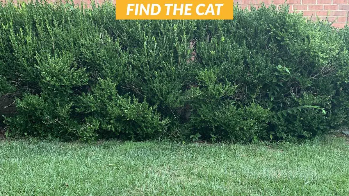 Find the hidden cat