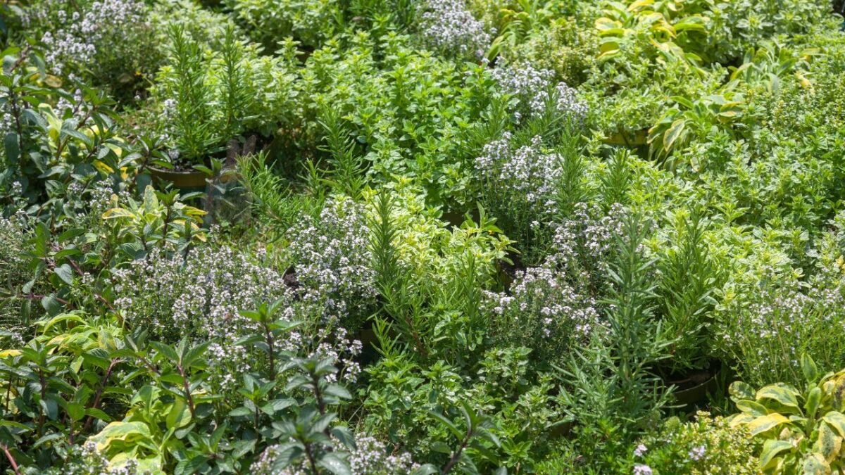 If You Possess 6/6 Eye Vision and a 140+ IQ Level, Then Find the Hidden Rabbit in this Herb's Forest Garden Optical Illusion