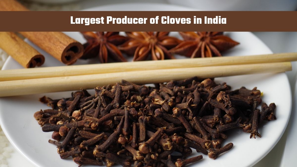 Which State is the Largest Producer of Cloves in India?