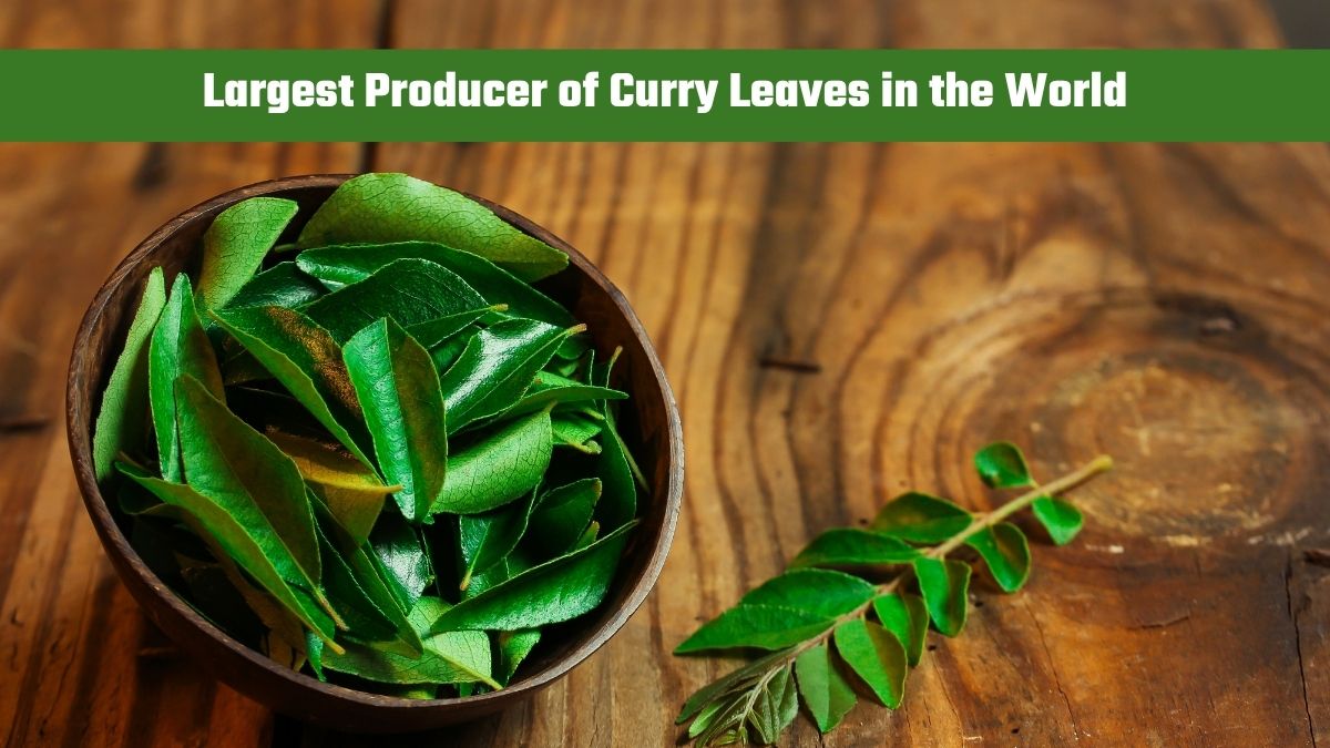 Which Country is the Largest Producer of Curry Leaves in the World?