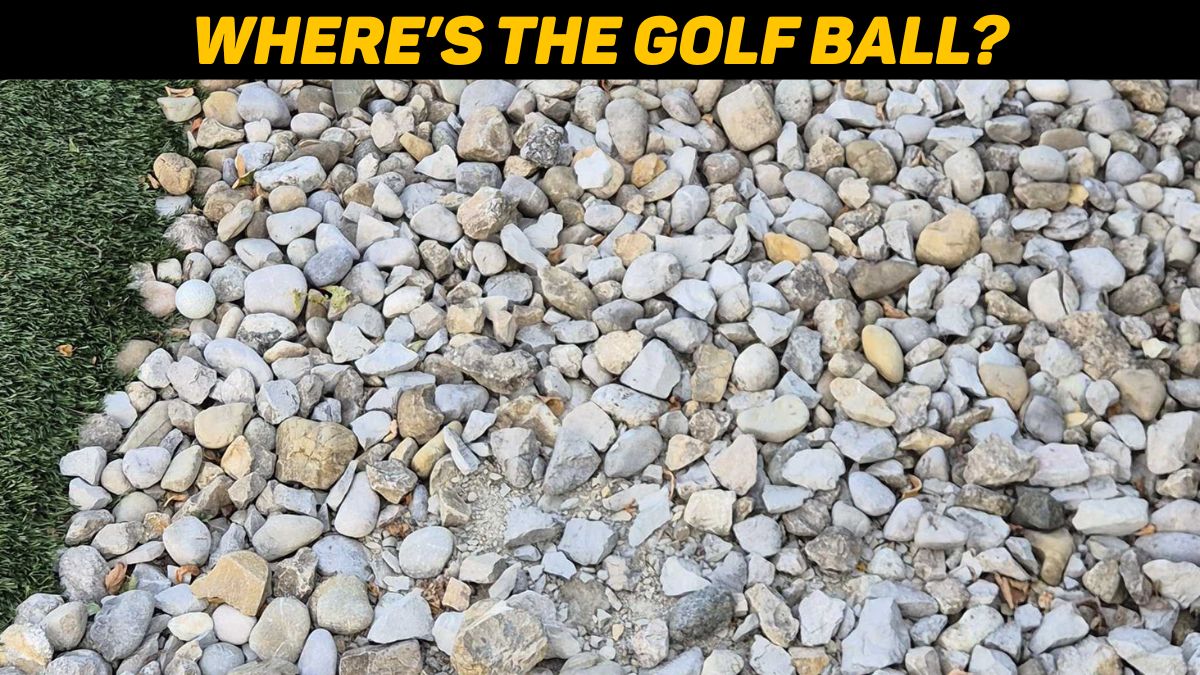 Optical Illusion Test: You have sniper eyes if you can find the golf ball in 5 seconds!