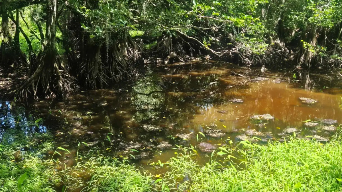 Optical Illusion IQ Test: Using Your Hawk Eye-Vision, Find the Hidden Alligator in this Swampy Area