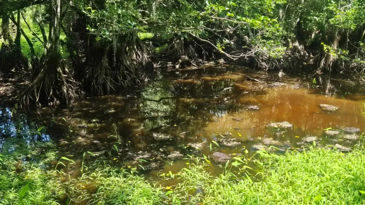 Optical Illusion IQ Test: Using Your Hawk Eye-Vision, Find the Hidden Alligator in this Swampy Area