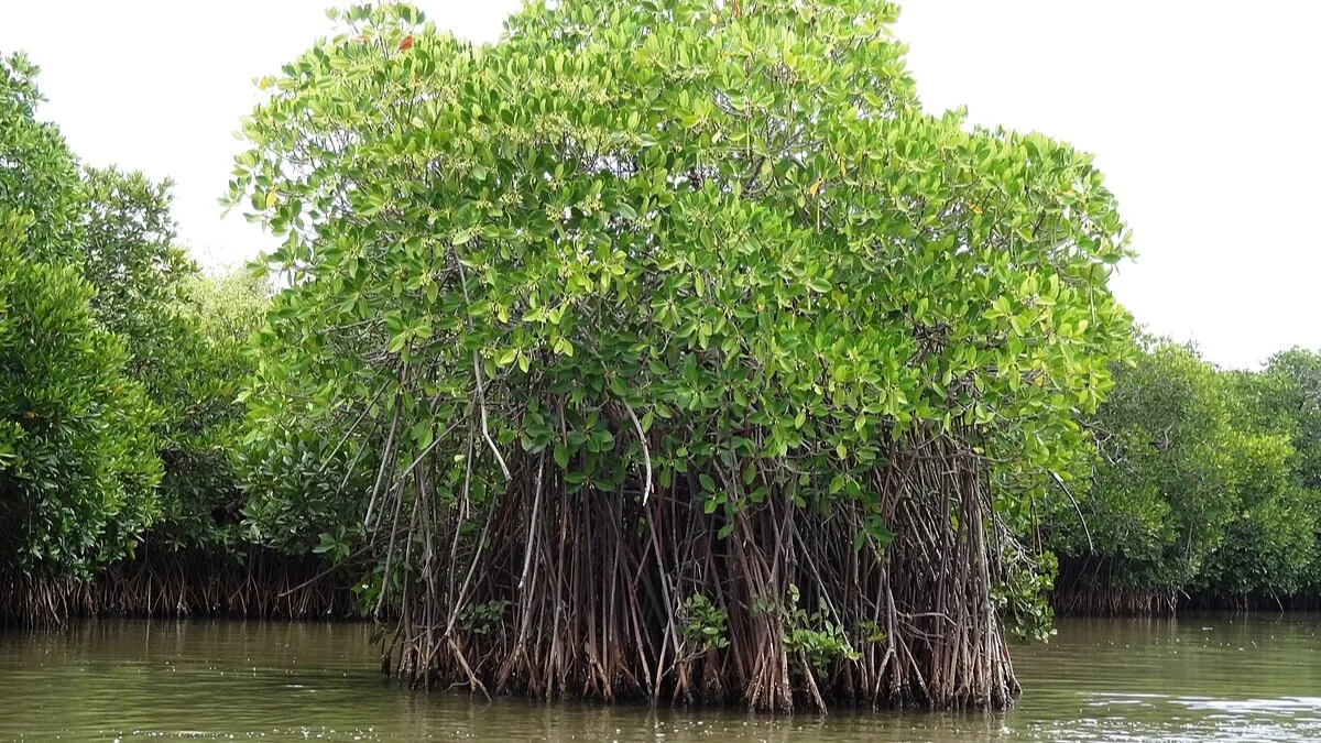 Mangrove Forests: Check its Importance, Threats and Distribution in Pan-India