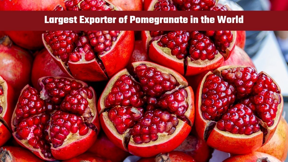 Which Country is the Largest Exporter of Pomegranates in the World?
