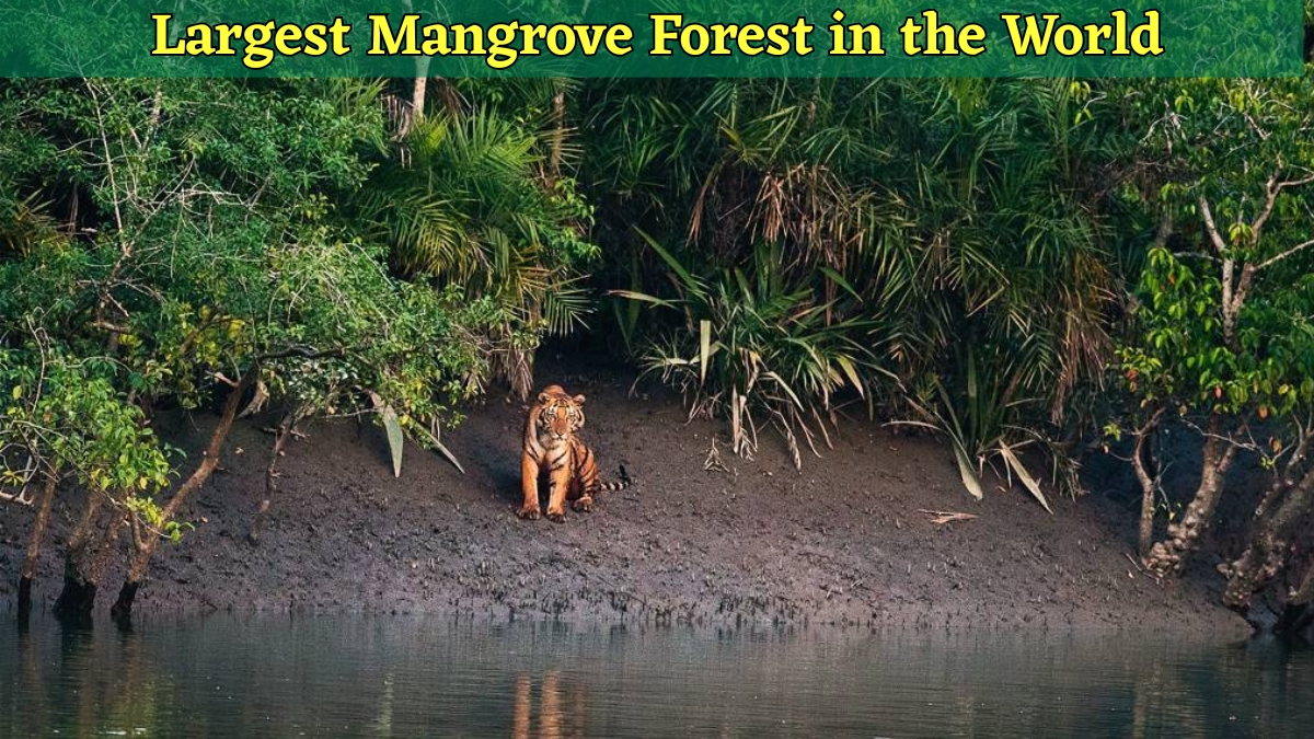 Top 10 Largest Mangrove Forests in the World