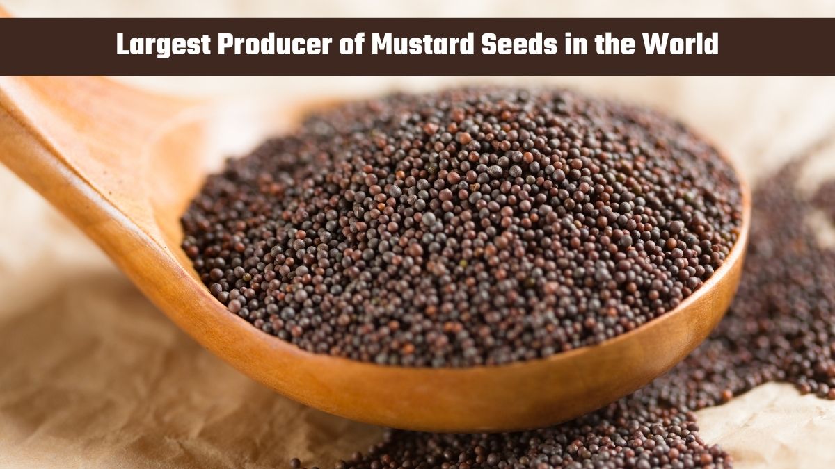 Which Country is the Largest Producer of Mustard Seeds in the World?