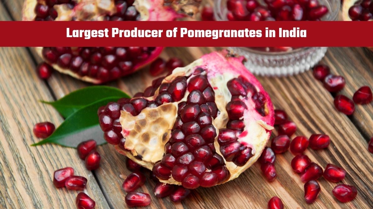 Which State is the Largest Producer of Pomegranates in India?