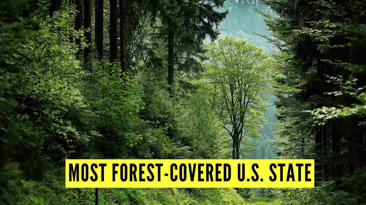 Which is the Most Forest-Covered State in the U.S.?