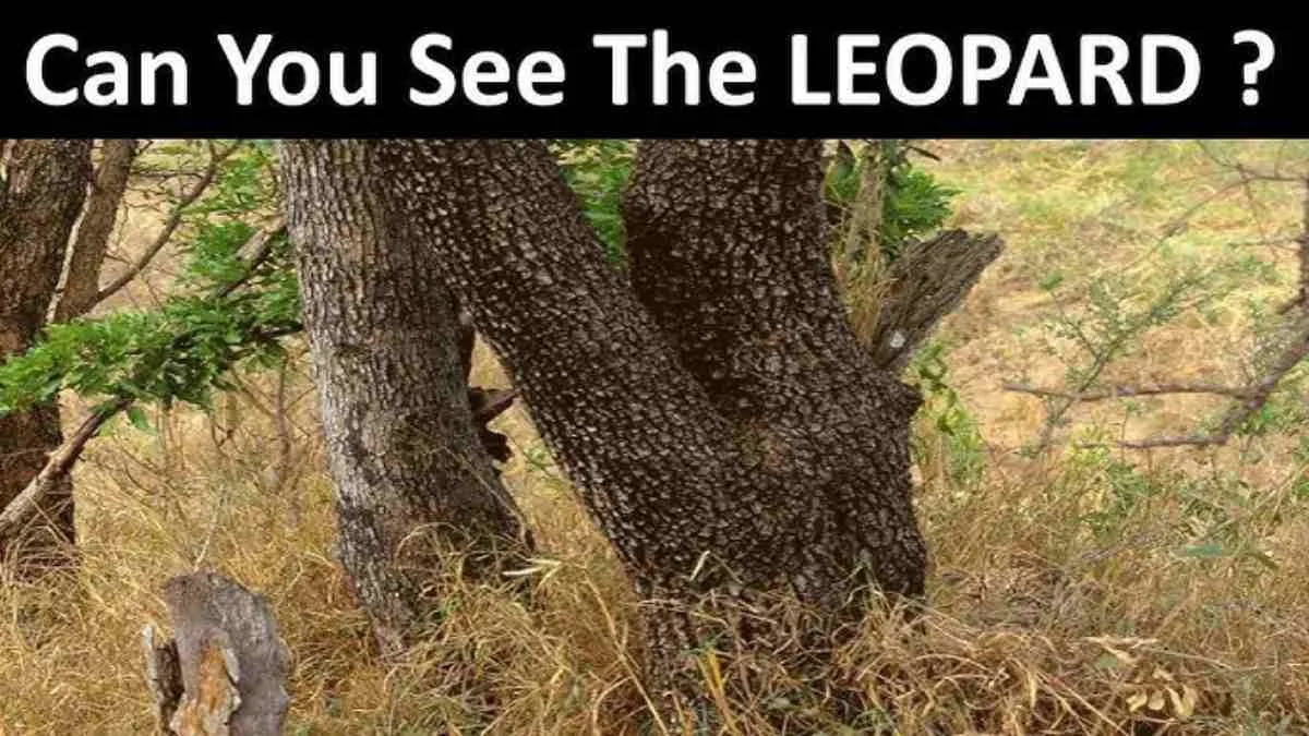 Spot the leopard.