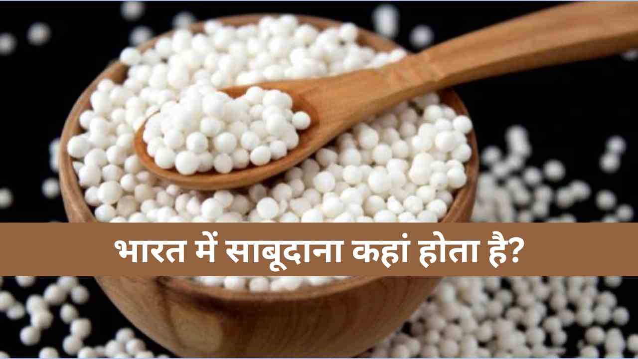 भारत के किस राज्य में होते हैं सबसे ज्यादा साबूदाना?