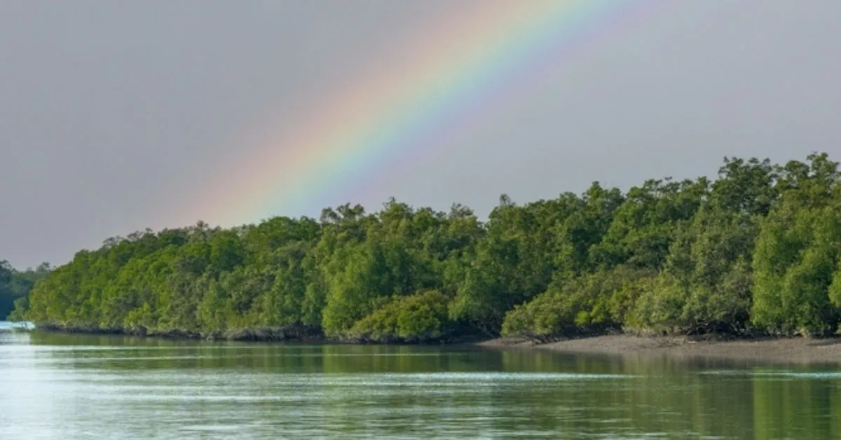 Largest Mangrove Forest in India