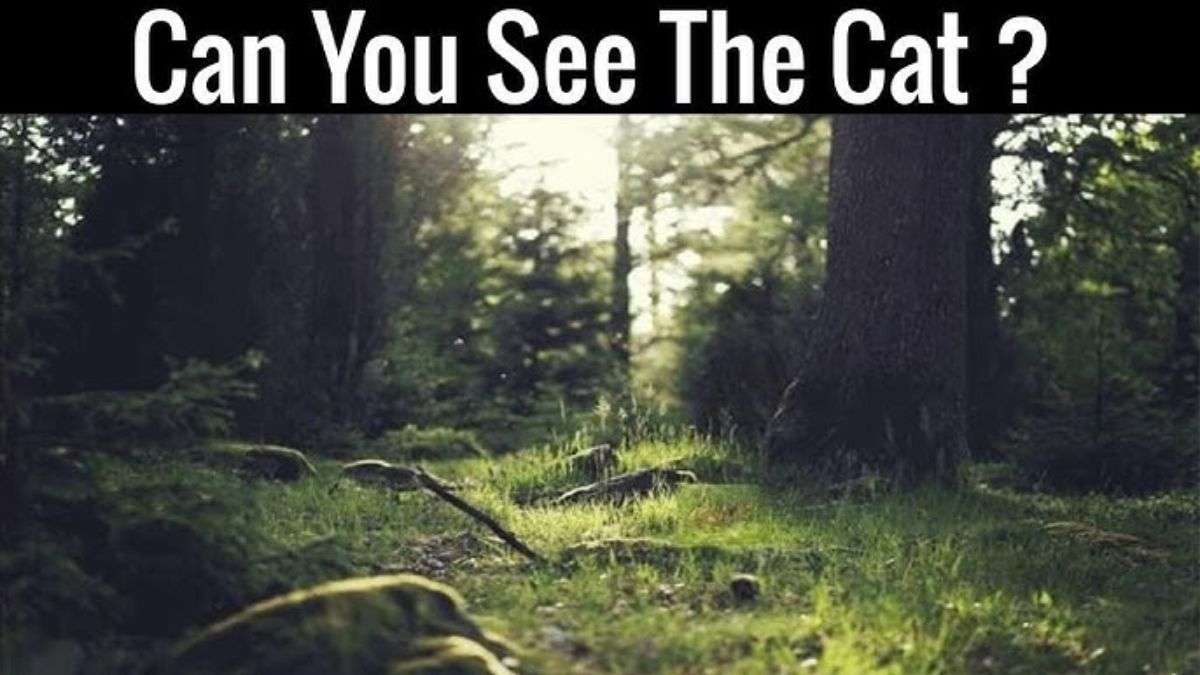 Are You The Most Observant In The Room? Spot The Cat Hidden In This Jungle Scene In 24 Seconds!