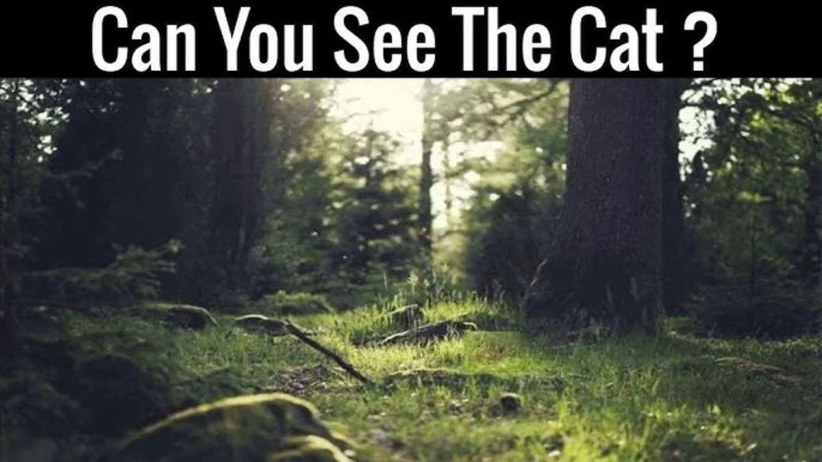 Spot the cat.