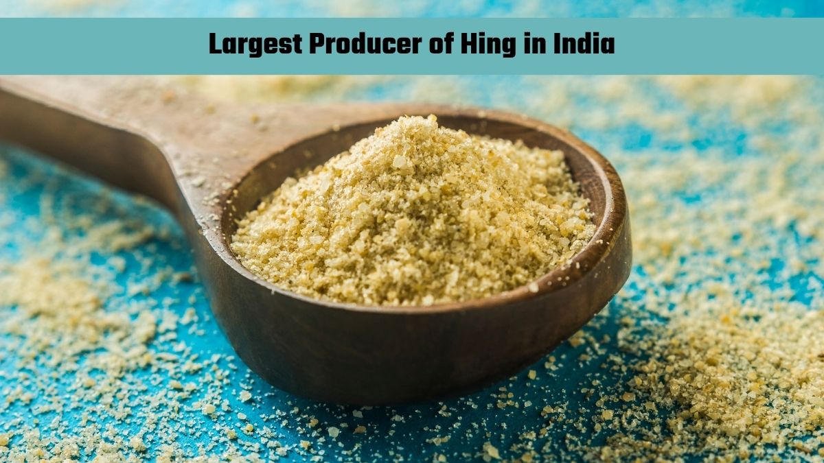 Which State is the Largest Producer of Hing in India?