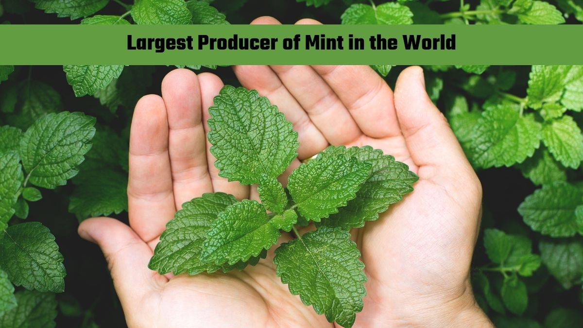 Which State is the Largest Producer of Mint in the World?