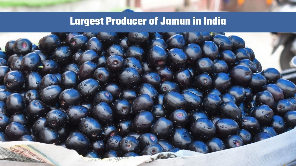 Which State is the Largest Producer of Jamun in India?