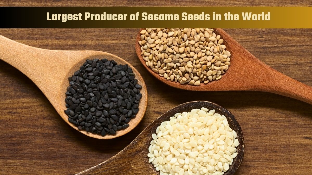 Which Country is the Largest Producer of Sesame Seeds in the World?