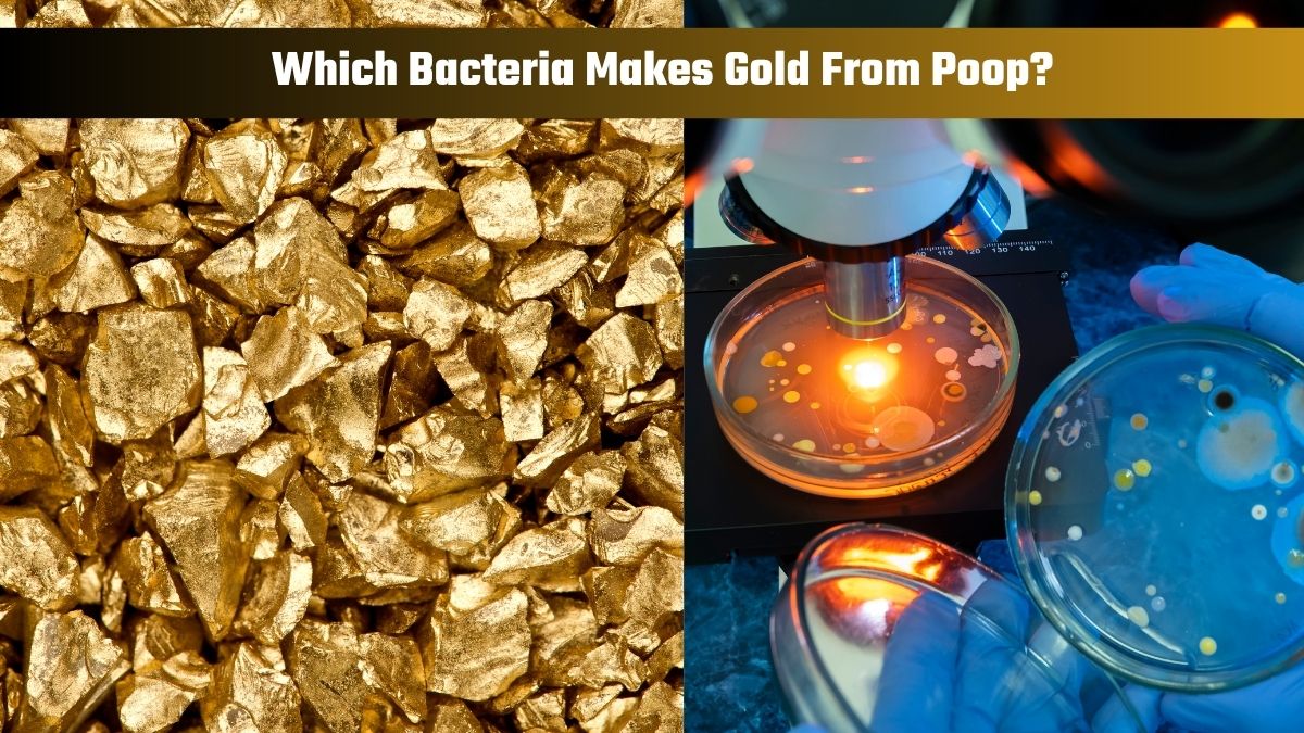 This bacteria can convert heavy metals into gold. Check details here!