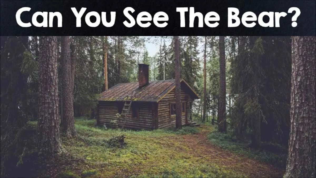 Spot the hidden bear in this viral optical illusion image to prove you have eyes of a hunter!
