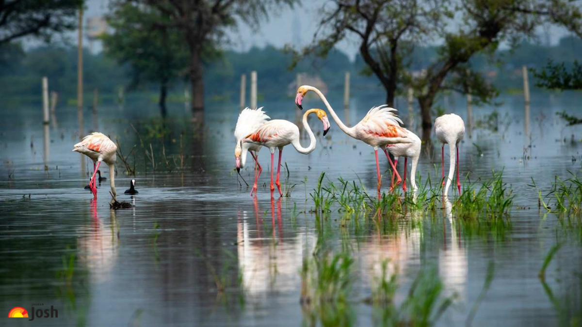 List of Bird Sanctuaries in India: Check Full List Here