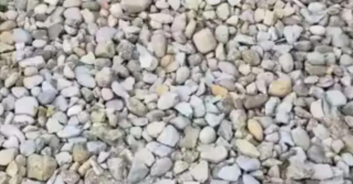 Find the Hidden Golf Ball in this Challenging Optical Illusion IQ Test