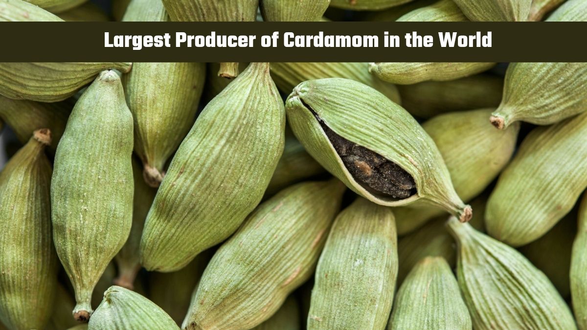 Which Country is the Largest Producer of Cardamom in the World?
