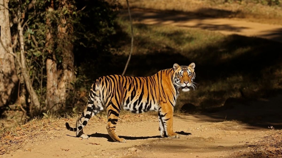 List of Tiger Range Countries (TRC) with Estimated Population [Updated 2025]