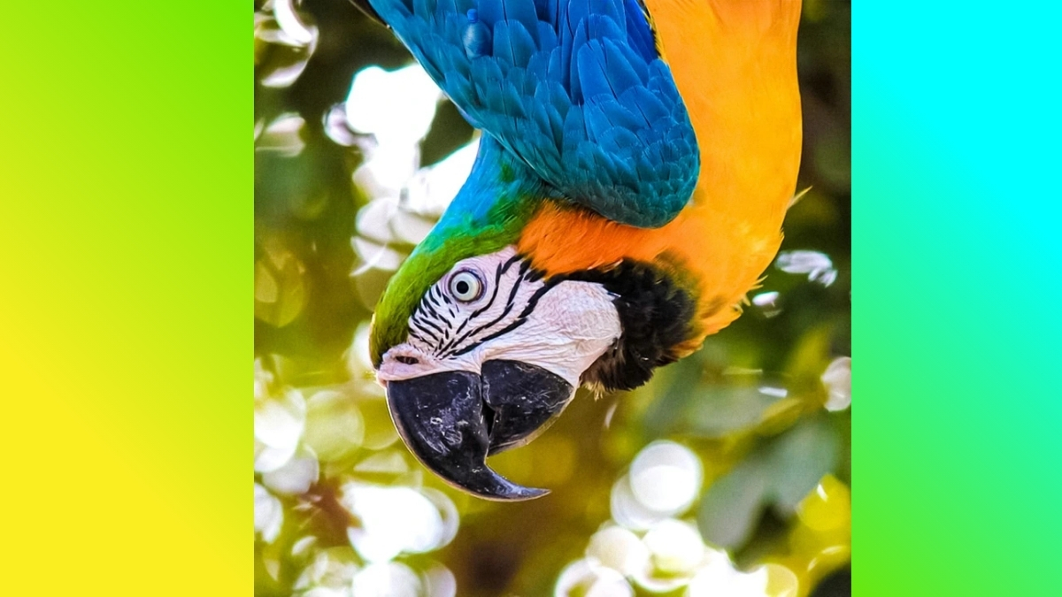 Try to find out the Bottle from the Macaw Optical Illusion Image to prove your Observation Skill and 139+ IQ level