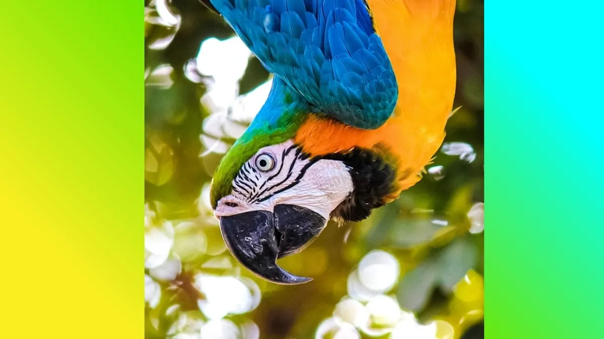 Try to find out the Bottle from the Macaw Optical Illusion Image to prove your Observation Skill and 139+ IQ level