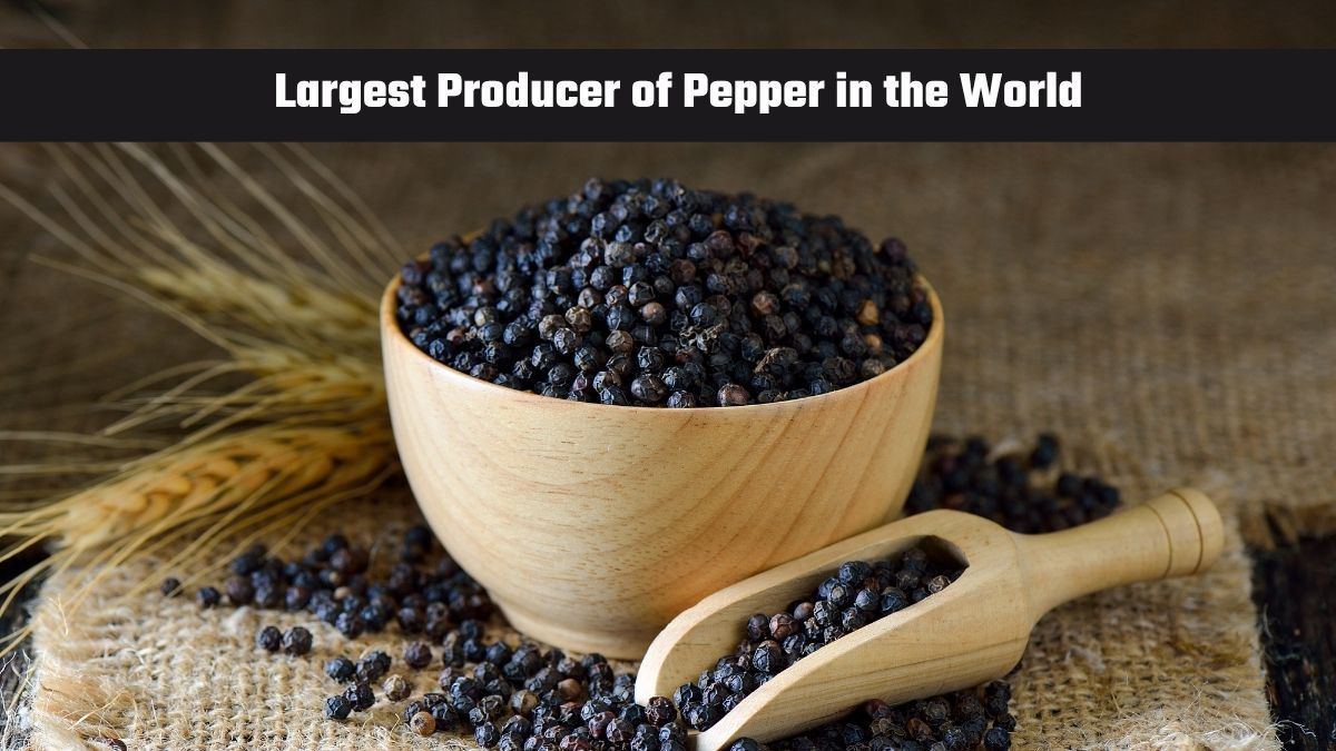 Which Country is the Largest Producer of Pepper in the World?