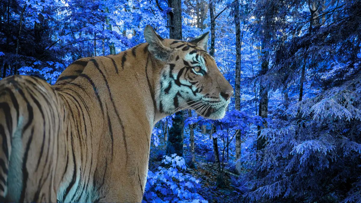 Which Indian National Park Just Became a Top-Three Tiger Hotspot?