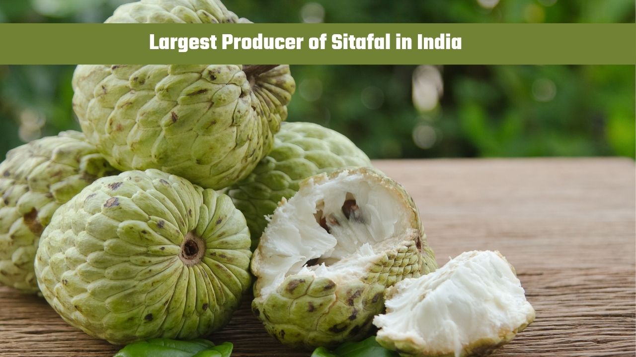 Which State is the Largest Producer of Sitafal in India?