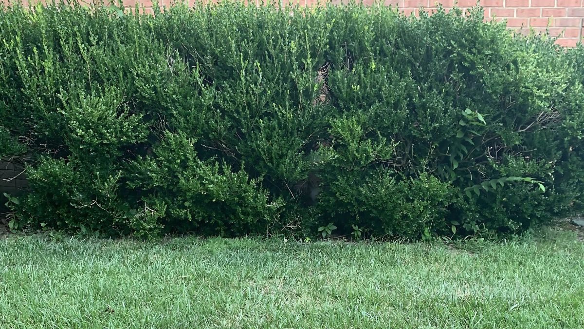 Only 1% With 20/20 Vision Can Find the Hidden Cat in 10 Seconds!