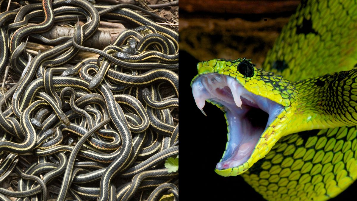 Which State in India Has the Largest Number of Snakes?