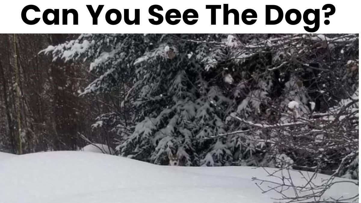 You Have The Sharpest 4K Vision If You Can Spot The Dog In This Snowy Winter Scene In 20 Seconds!