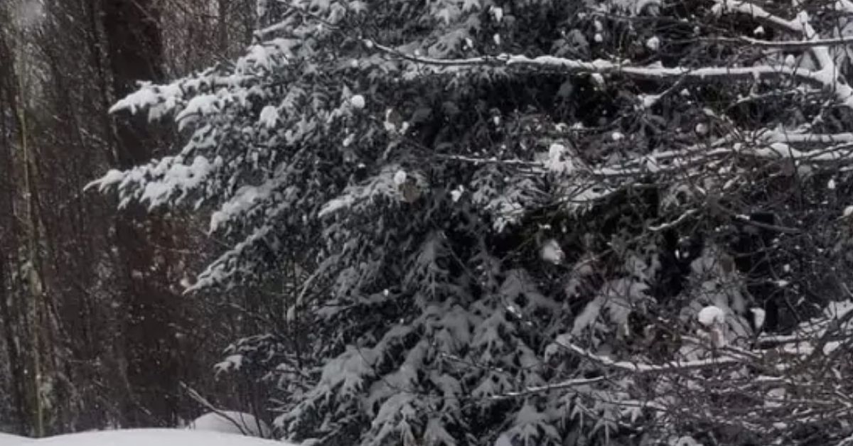 If Your IQ Is Truly 127 or Higher, Prove It by Finding the Hidden Dog in This Tricky Snow Optical Illusion