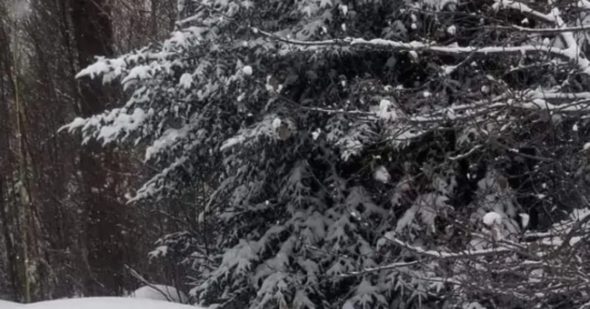 Find the Hidden Dog in this Challenging Optical Illusion IQ Test