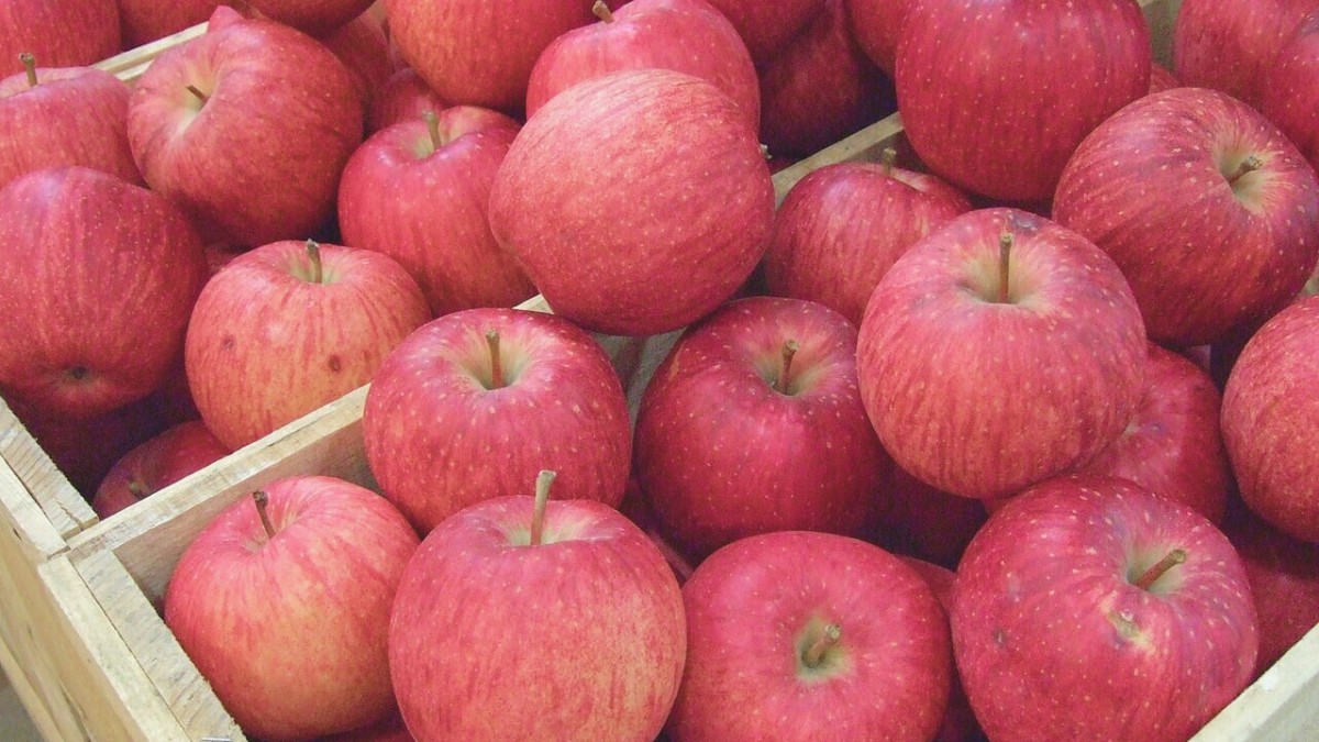 What Is the Scientific Name of Apple? Check Details Here!
