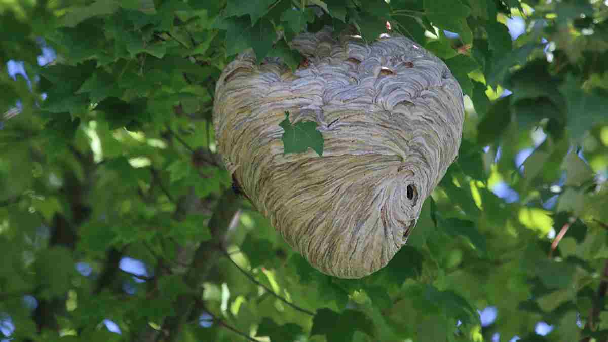 What Is a Wasp Nest? Check Types, Identification Tips, and More
