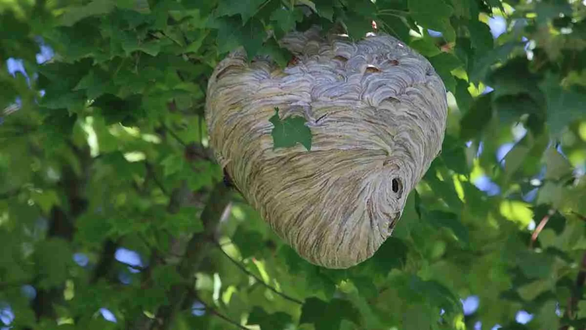 Wasp Nest