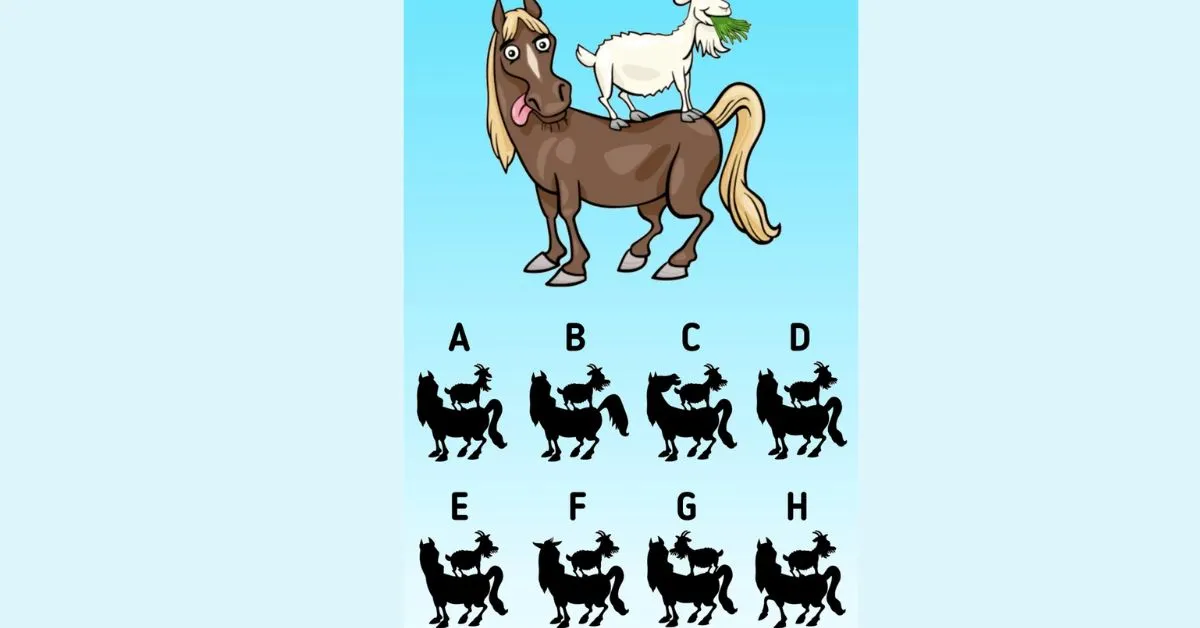 Find the Correct Shadow