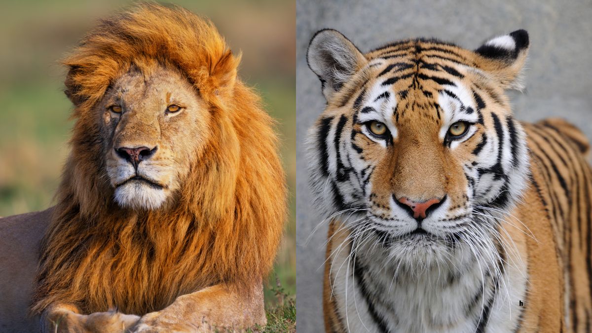 Which Country Has Both Lions and Tigers?