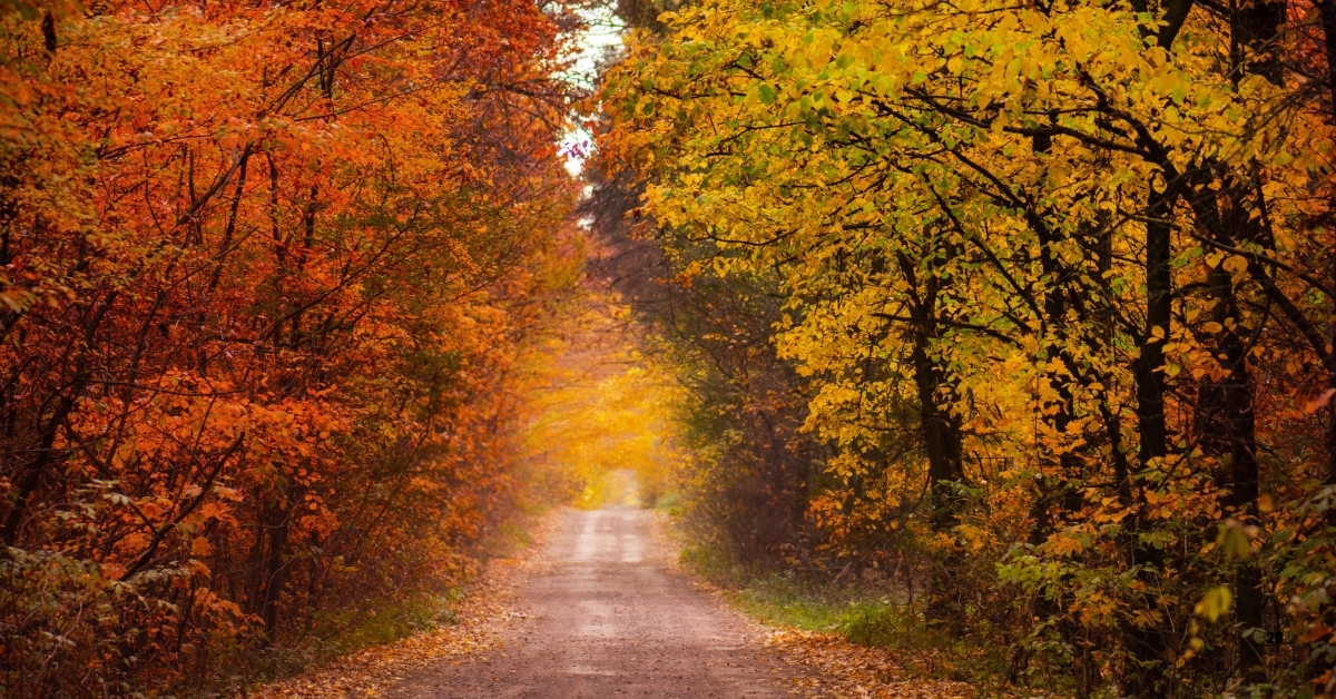 The Science Behind: Why Do Leaves Change Colour in Fall? Check Here!